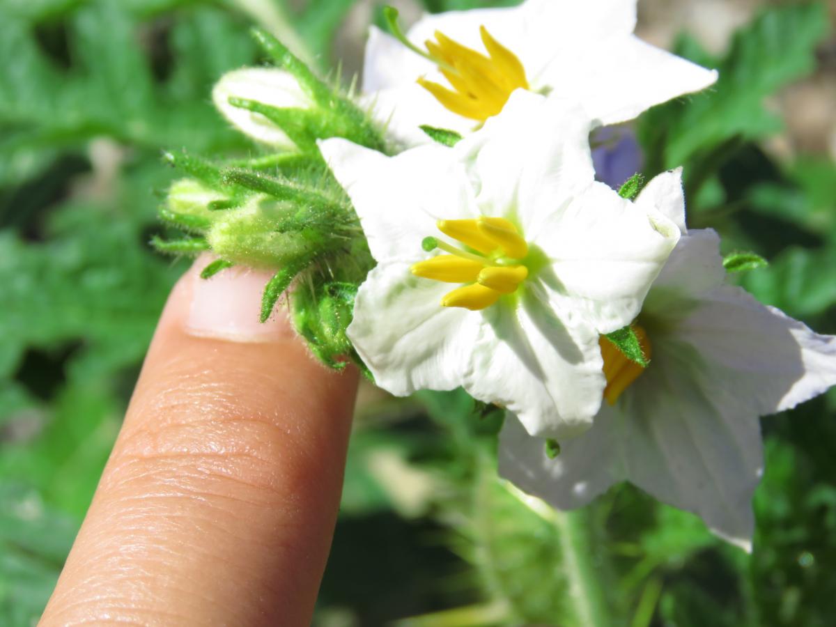 Día Mundial de la Vida Silvestre