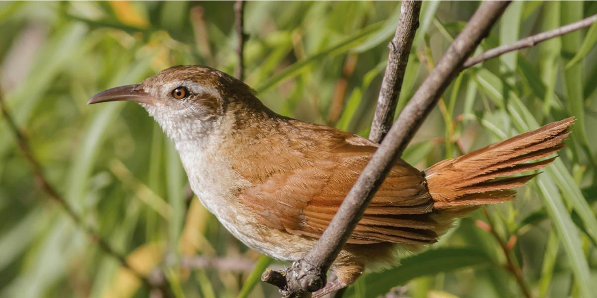 La actividad humana amenaza con desterrar miles de especies de su hábitat