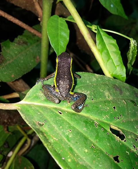 Monitoreo Socio Ambiental